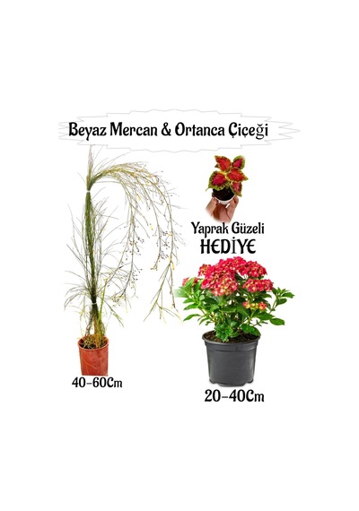 Beyaz Mercan Çiçeği 1 Adet+kırmızı Ortan Çiçeği 1 Adet Sakıslı+yaprak Güzeli Hediye