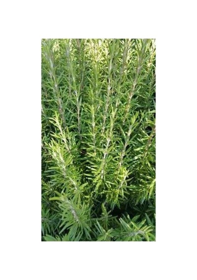 2 Adet Tüplü Biberiye Fidanı 10-20 Cm