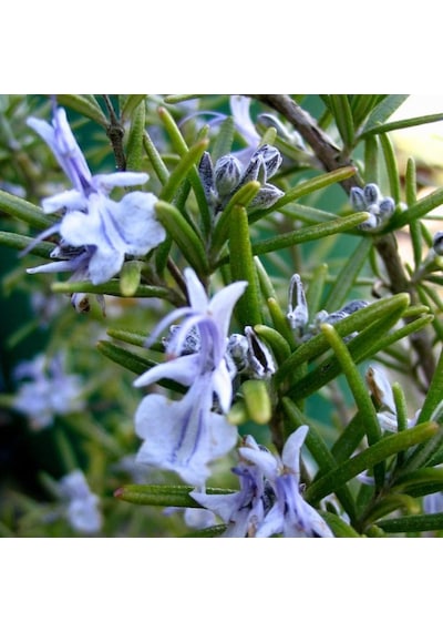 Biberiye Fidanı - Rosmarinus Officinalis 2 Yaşında Tüplü
