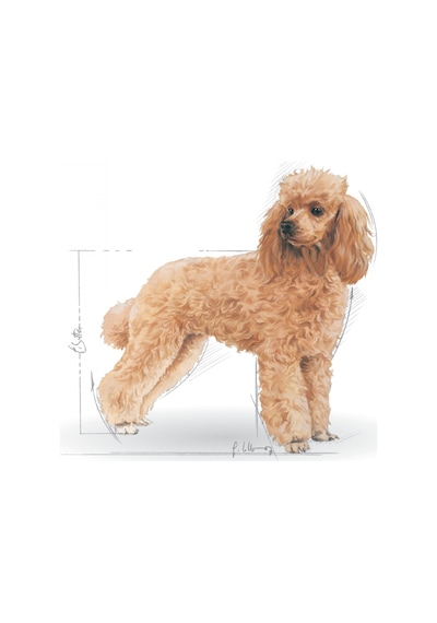 Royal Canin Adult Poodle Küçük Irk Yetişkin Köpek Maması 3 KG