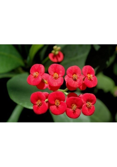 Serada Decor Plant Kırmızı Dikenler Tacı 30cm 40 Cm Saksılı