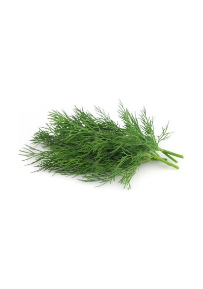 Sebze Dere Otu Tohum Dereotu Tohumu 100 Tohum + Spriz Tohu