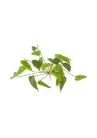 Yapay Dekoratif Bitki - 30 Cm Çok Renkli