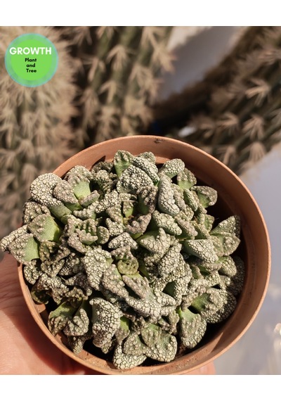 Titanopsis Calcarea Sukulent 1 Adet