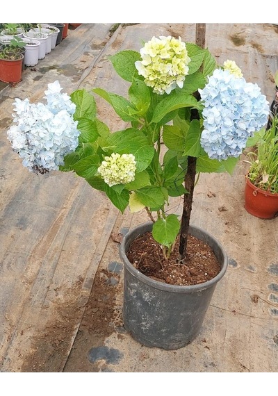 Videolu 1 Adet Mavi Renk Ortanca Çiçeği Fidanı 30-60 Cm Saksılı Çiçekli Bodur Bitkiler Hydrangea