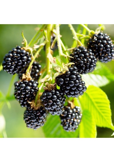 Tüplü Yüksek Verimli Aromalı Arapaho Böğürtlen  Fidanı