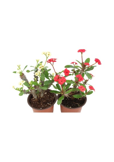 Videolu Milli Dikenler Tacı Kırmızı-beyaz Çiçekli 2 Adet 25 55 Cm Saksılı Kaktüs Euphorbia