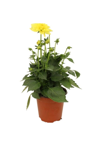 Dahlia - Yıldız Çiçeği - Dalya Bitkisi Sarı Renk Dış Mekan Balkon Bahçe Peyzaj