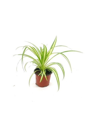 Formlu Kurdele Kordela Çiçeği Fidanı 10-20 Cm