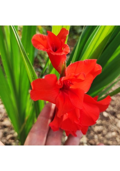 Gladiolus Kırmızı Glayör Çiçeği Soğanı 2 Adet