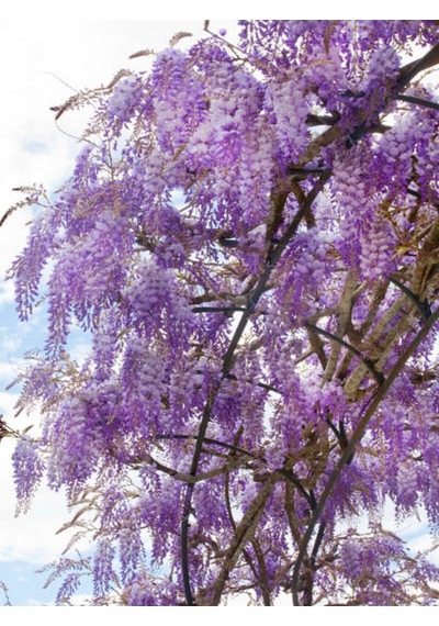 Videolu Bol Çiçekli 1 Adet Mor Salkım Fidanı 20-50cm Saksılı\tüplü Wisteria Sapling
