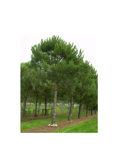 Fıstık Çamı Tohumu 200 GR 260 Adet