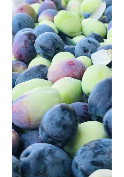 Tüplü Zeytin Ağacı Fidanı Gemlik Zeytin Fidanı