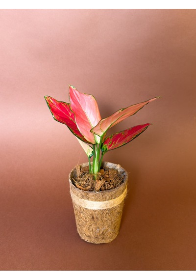 Aglonema Aglaonema Commutatum 27 Cm Kırmızı Yapraklı Form