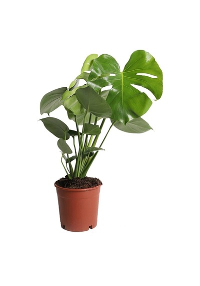 Monstera - Deve Tabanı Bitkisi 70-90 Cm