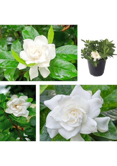 Videolu 1 Adet Beyaz Çiçekli Mis Kokulu Gardenya Çiçeği 20-35 Cm Saksılı Iç Mekan Bitkileri Gardenia
