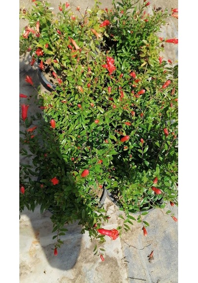 Videolu Bodur Süs Narı 1. Kalite 30-60 Cm Saksılı Çiçekli Bodur Bitkiler Pomegranate Tree