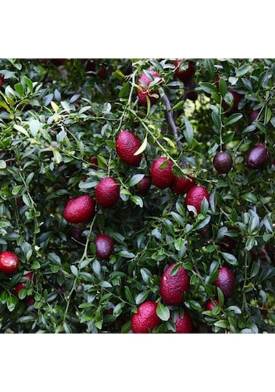 Nadir Tüplü Red Kırmızı Australian Blood Limon Fidanı