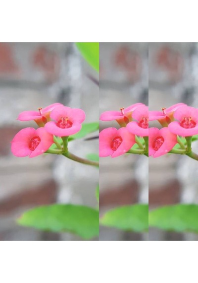 Videolu 3'lü Pembe Renk Dikenler Tacı Çiçeği 10-20 Cm Tüplü Çiçekli Bodur Bitkler Euphorbia Milii