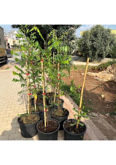 20 Lt Saksıda Meyve Verir Durumda Carambola Yıldız Meyvesi Fidanı