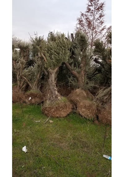 Anıt Zeytin Ağacı 30 Yaş