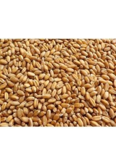 Tungaş Yemlik Elenmiş Buğday, Tavuk Yemi ( ) 25Kg