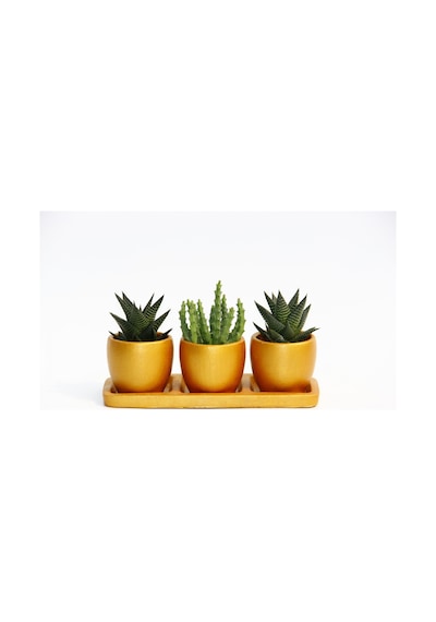 Trio Orange Sukulent Seti - Haworthia. Huernia