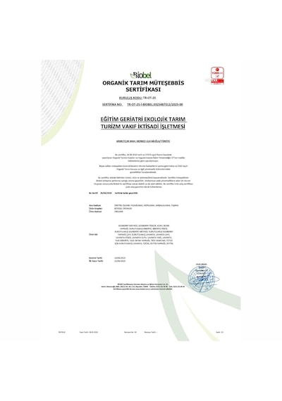 Saksıda Organik Lavanta - 2 Saksı