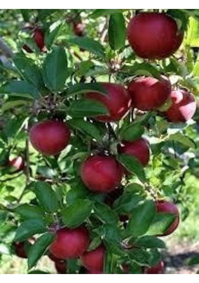 Tüplü Fidan Gala Elma Fidanı