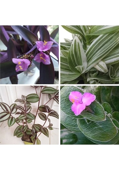 Videolu 4 Çeşit Telgraf Çiçeği 5-15 Cm Tüplü Çiçekli Bodur Bitkiler Tradescantia