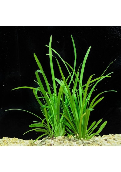 Sagittaria Subulata 1 Bağ 2-4 Kök Akvaryum Zemin Bitkisi Canlı Akvaryum Bitkisi