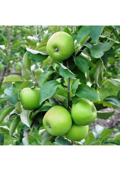 Granny Smith Elma Fidanı 3 Adet