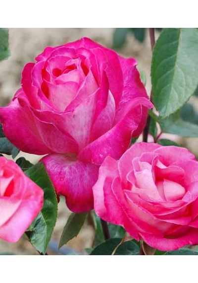 Tüplü Aşılı Rose Dot Pembe Beyaz Yediveren Kokulu Gül Fidanı