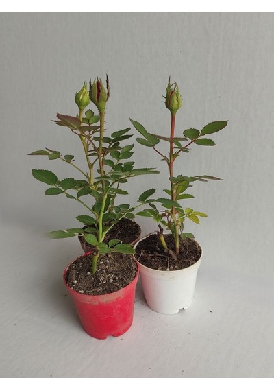 3' Lü Mini Gül Fidesi Karışık Renk 15-20cm Saksılı Mix Rose