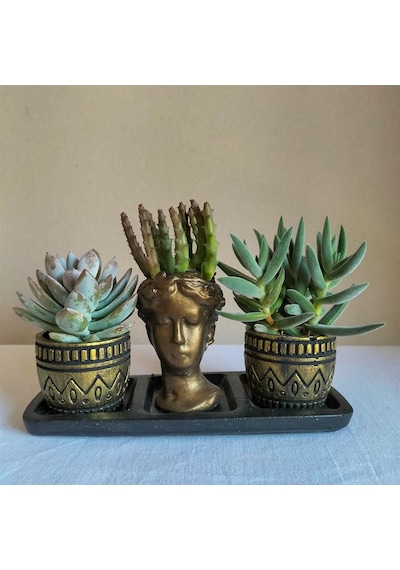 Echeveria & Rhipsalis 3'lü Sukulent Seti | Helen Gold Serisi