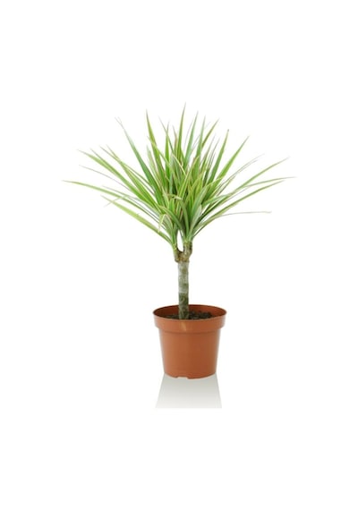 Serada Decor Plant Madagaskar Ağacı Tek Gövdeli