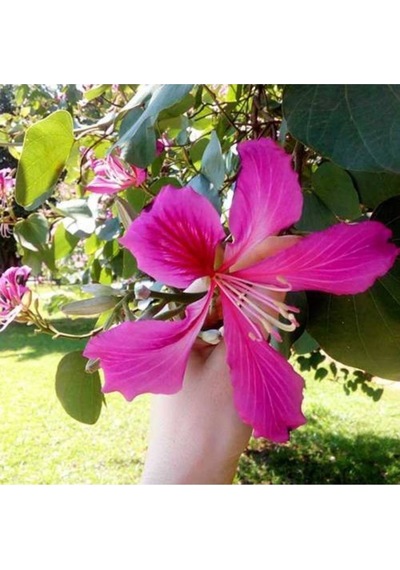 Orkide Ağacı Tohumu Pembe Orkide Ağacı Tohumu Yetiştirme Kiti