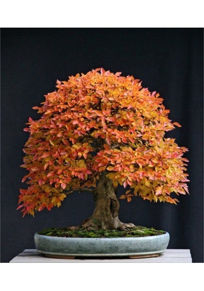 Liquidamber Bonzai Ağacı Ekim Seti 5 Adet Tohum Saksı Toprak Kombin
