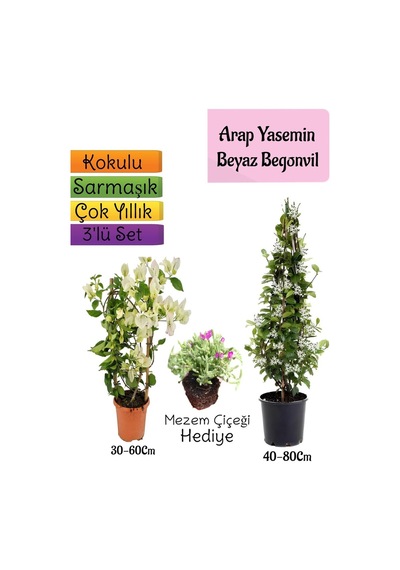 Kokulu Arap Yasemini+beyaz Begonvil+mezem Çiçeği 3'lü Bahçe Seti