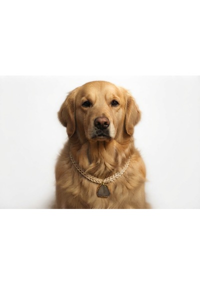 El Yapımı Doğal Taş Köpek Tasması Ayarlanabilir Beyaz