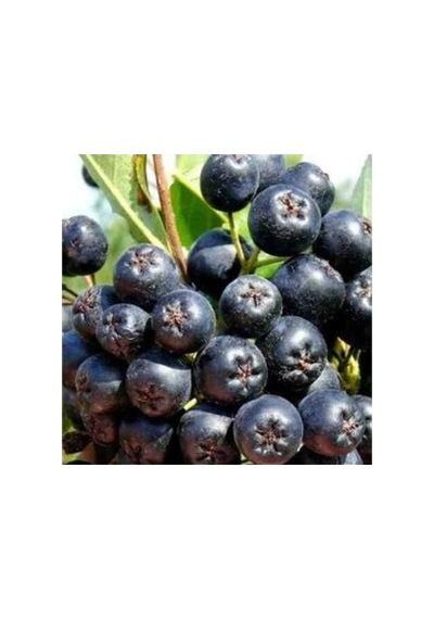 Aronia Aronya Ağacı Fidanı 10-20 Cm