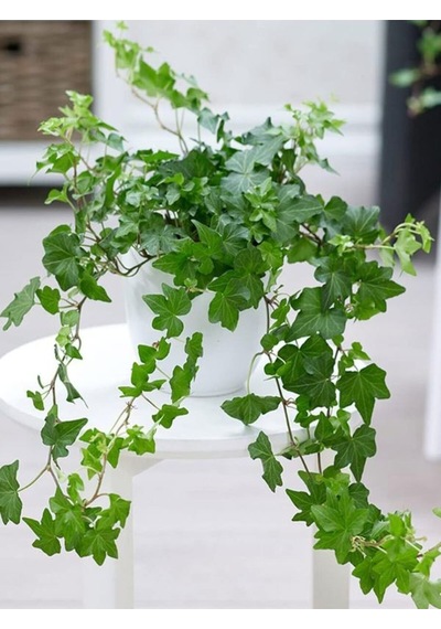 Canlı Orman Sarmaşığı Hedera Helix Formlu Ve 40-60 Cm