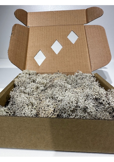 Reindermoss Şoklanmış Norveç Yosunu Terarium Yosunu Natural Green 100 Gr.
