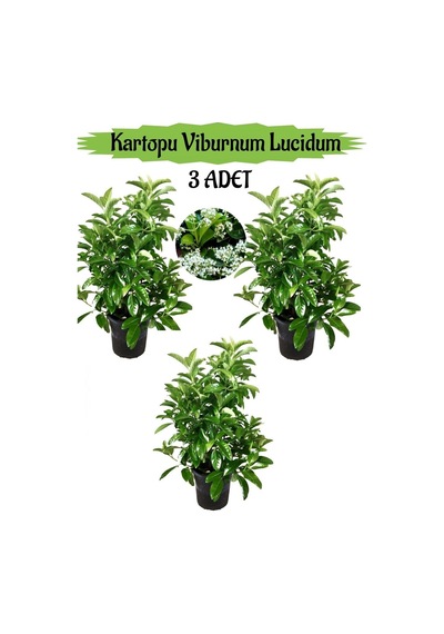 Kartopu Viburnum Lucidum 3 Adet 80-100 Cm Saksılı Dış Mekan Bahçe Peyzaj Çit Bitkisi