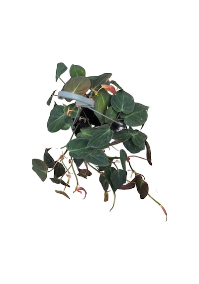 Philodendron Micans
