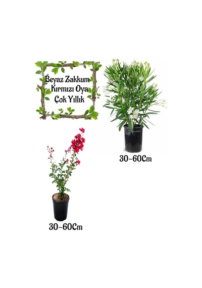 Beyaz Zakkum Çiçeği 1 Adet+ Kırmızı Oya Ağacı 1 Adet Saksılı Bahçe Seti