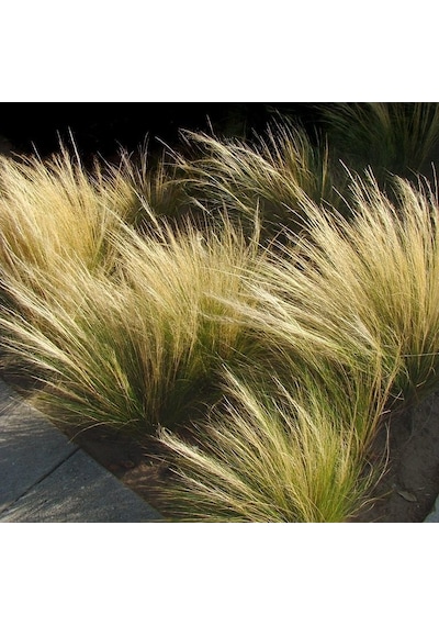 Stipa - At Kuyruğu Çimi 5'li Set -Otsu Yer Örtücü Bitki
