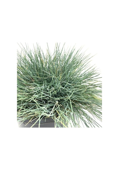 Videolu Natural Mavi Çim Bitkisi Fidanı 3 Adet 25-40 Cm Saksılı Dış Mekan Ağaçları Festuca Glauca