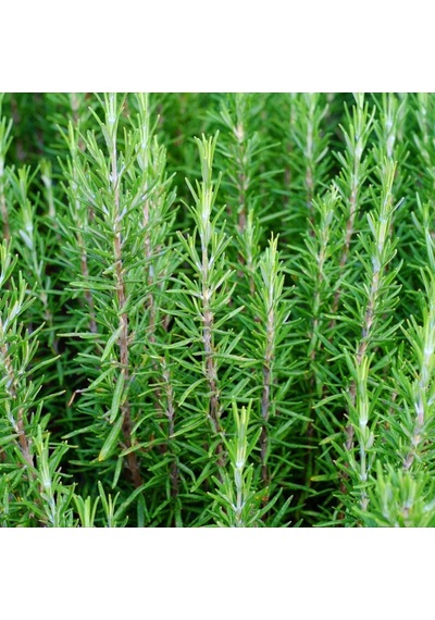 Biberiye Rosmarinus Officinalis 20 Adet