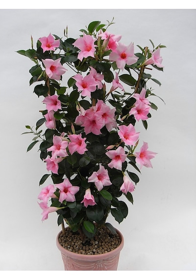 Mandevilla Sarmaşığı - Pembe 80-100cm